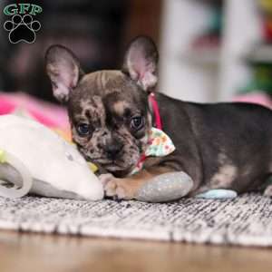 Chelsie, French Bulldog Puppy